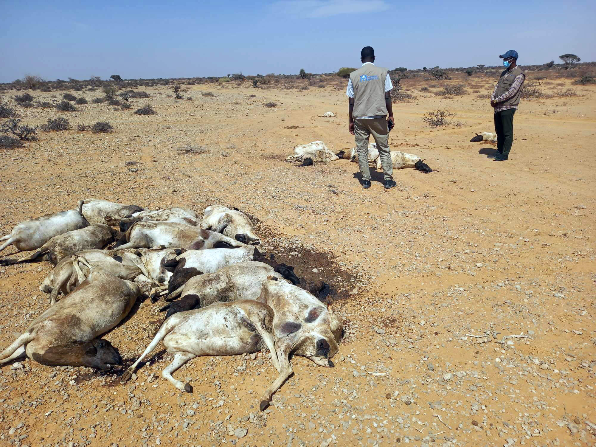 ETH_IMG-19 Dehydrated cattle in Ethiopia.