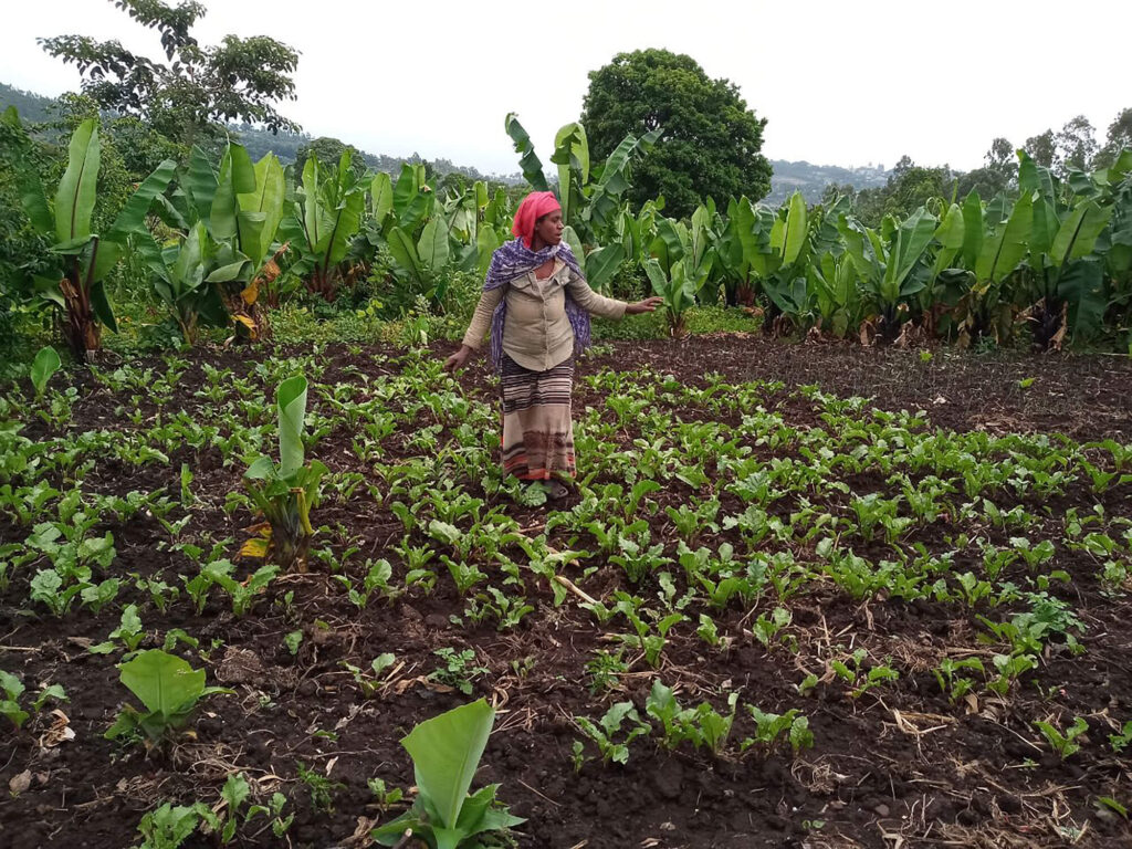 Abebech Elimo cares for her vegetable garden.
