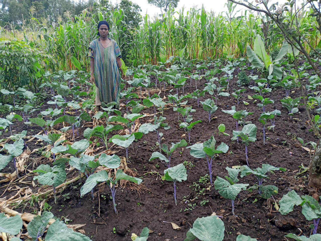 ETH_photo_2023-07-05_10-09-55 Abebech weeds her backyard cabbage garden.